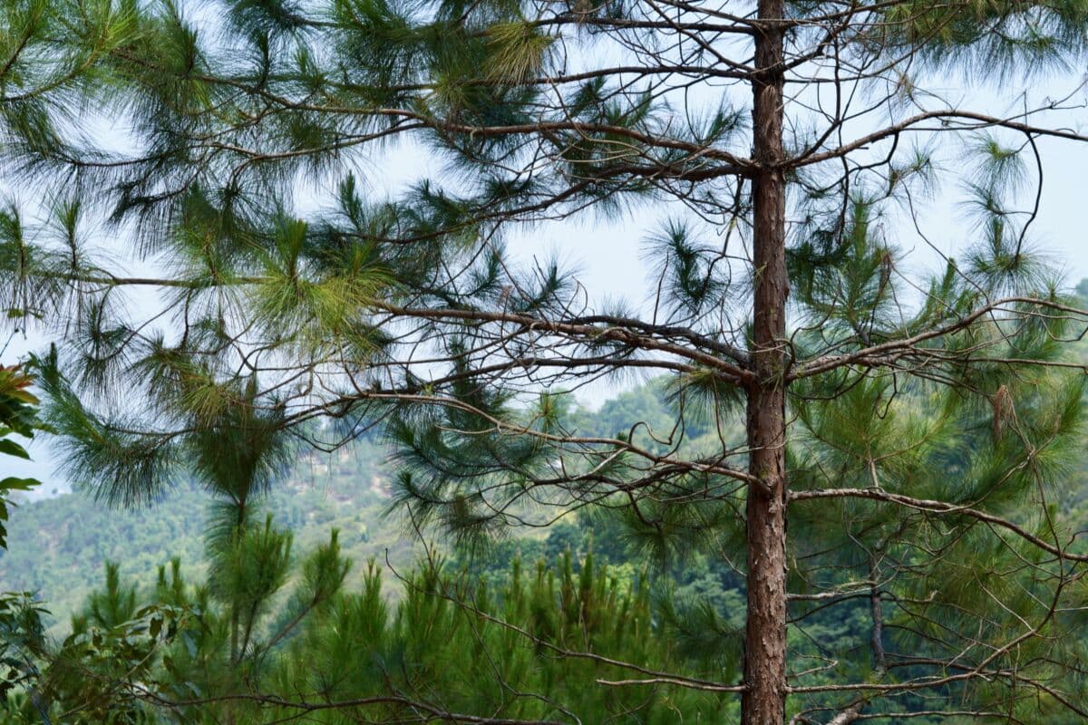 Trekking Núi Chứa Chan - Đệ Nhị Thiên Sơn 5