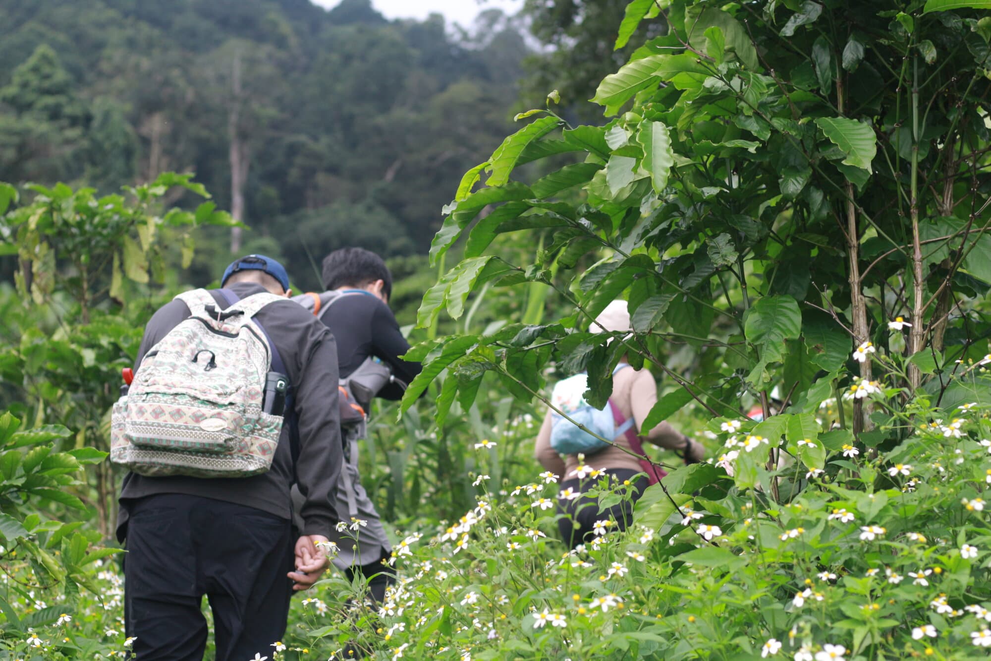 TREKKING YANG DOAN – KHÁM PHÁ THẢM THỰC VẬT CAO NGUYÊN DI LINH 2